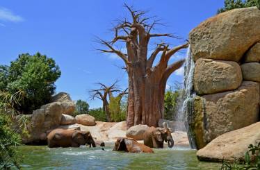 Hotel + Entradas Bioparc