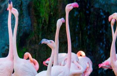 Disfruta en familia de Bioparc